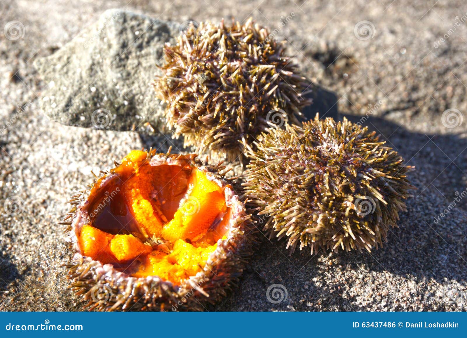 Sea urchin stock photo. Image of mediterranean, urchin 63437486