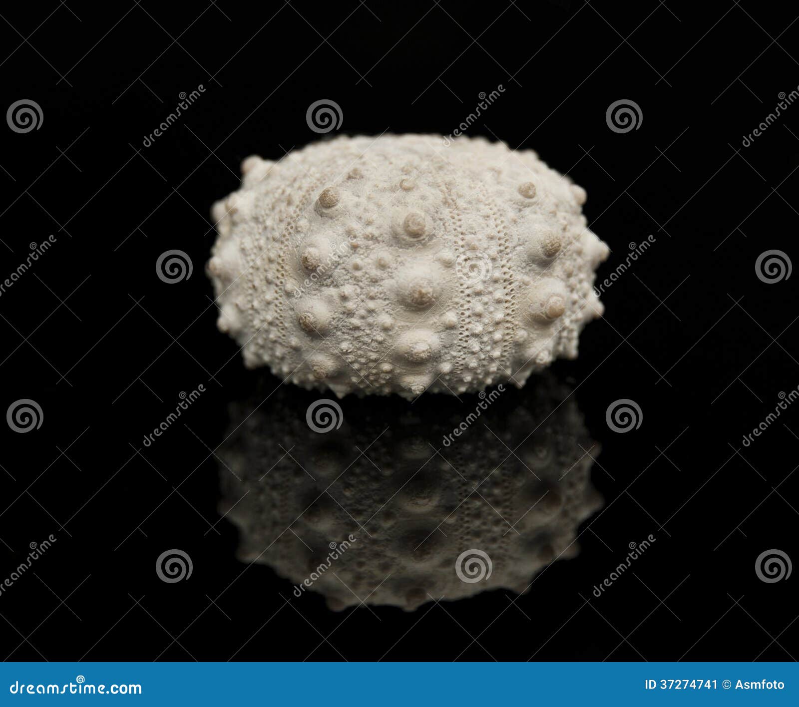 Sea Urchin Fossil Isolated on Black Background Side View Stock Image