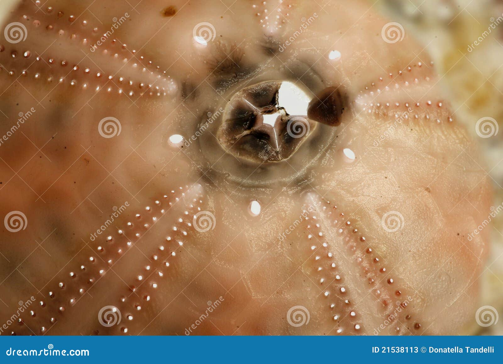 Sea Urchin, internal part stock image. Image of skeleton 21538113
