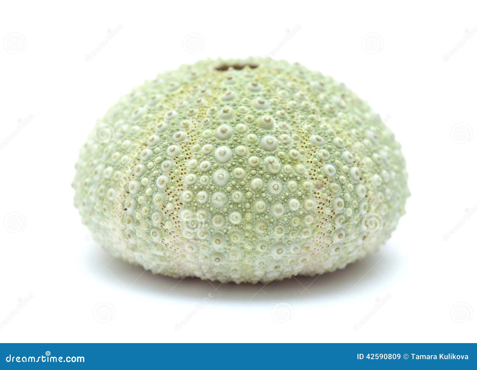 Sea urchin skeleton stock image. Image of textured, fivefold 42590809