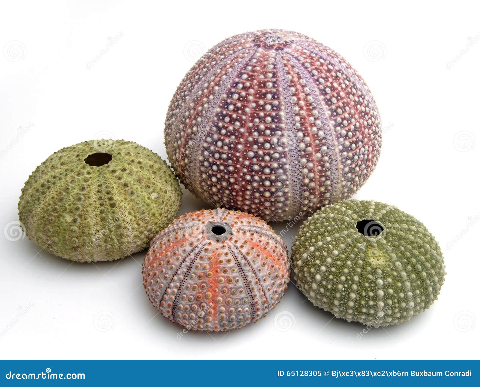 sea urchin skeletons of various colors