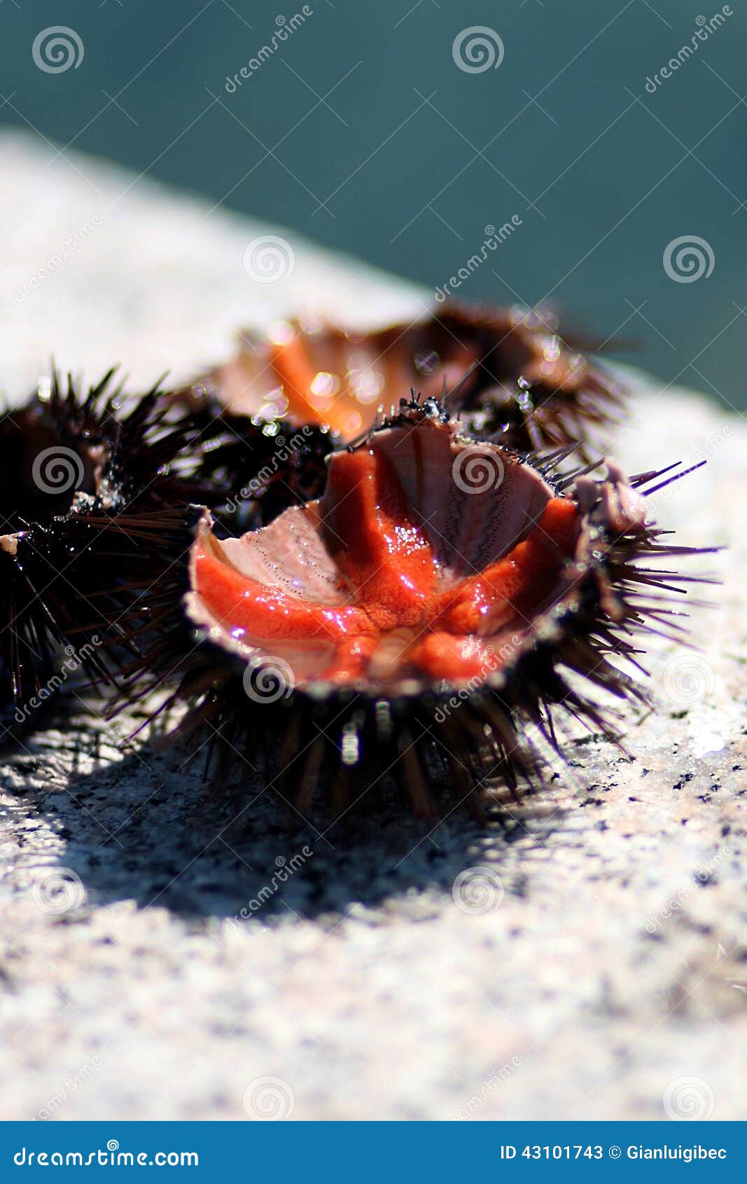 sea urchins