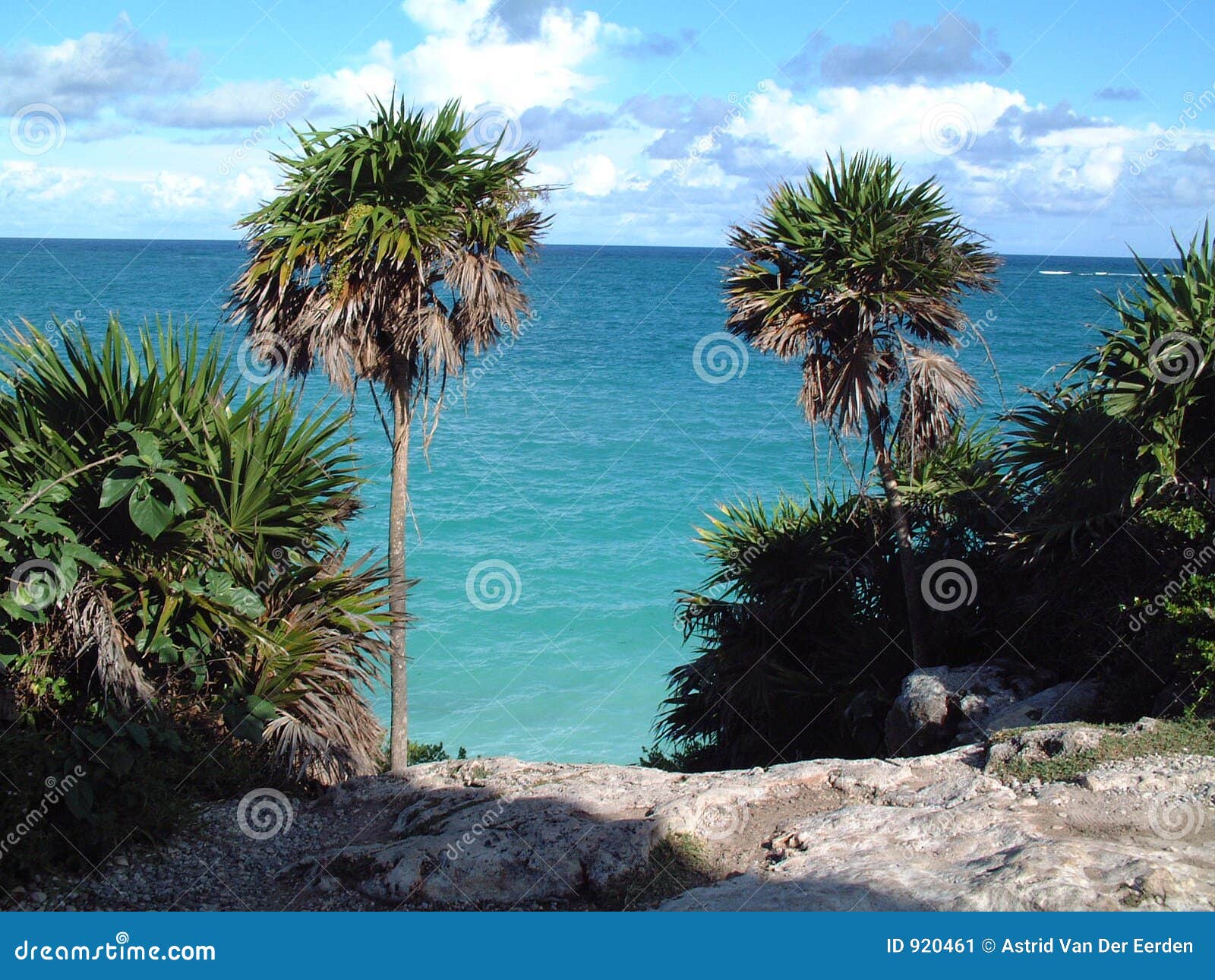 sea view and palmtrees tulum