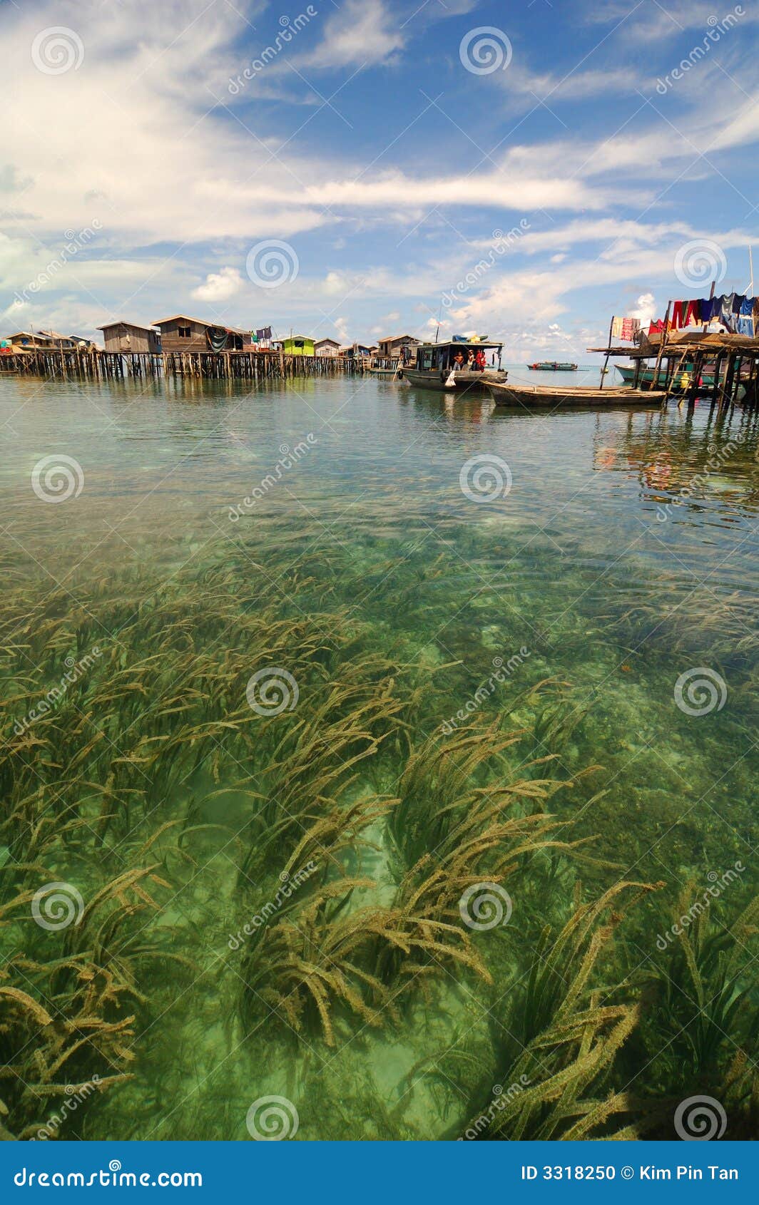 Sea weed stock photo. Image of poor, vacation, peaceful - 3318250