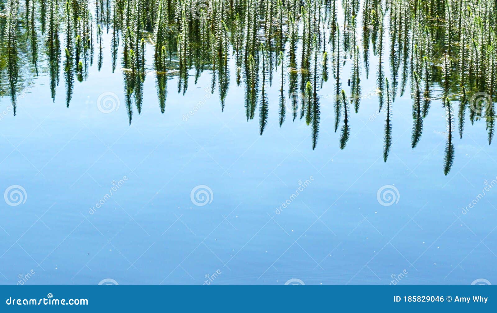 sea weed common mare`s tail in a lake