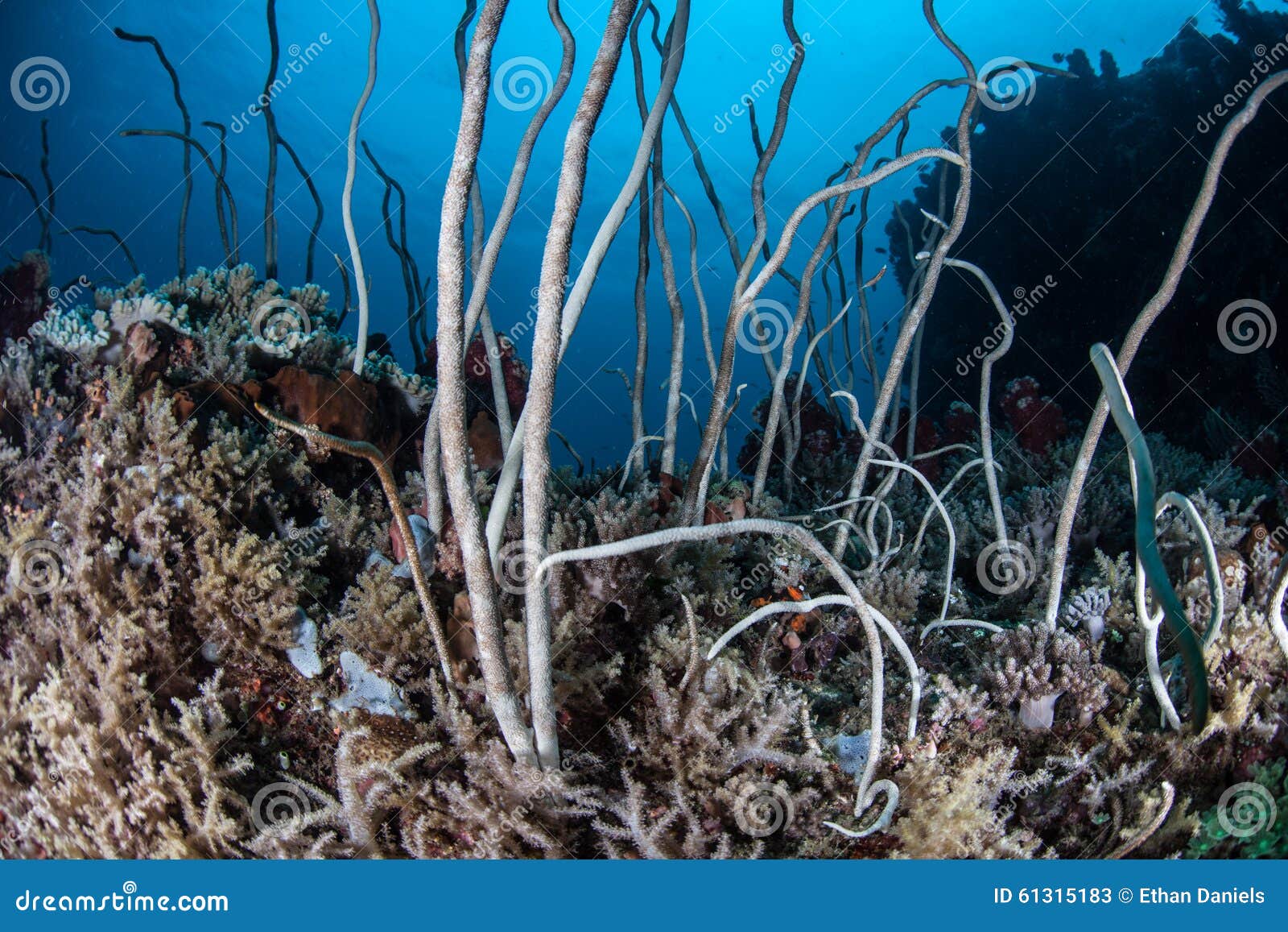 sea whips on pacific coral reef