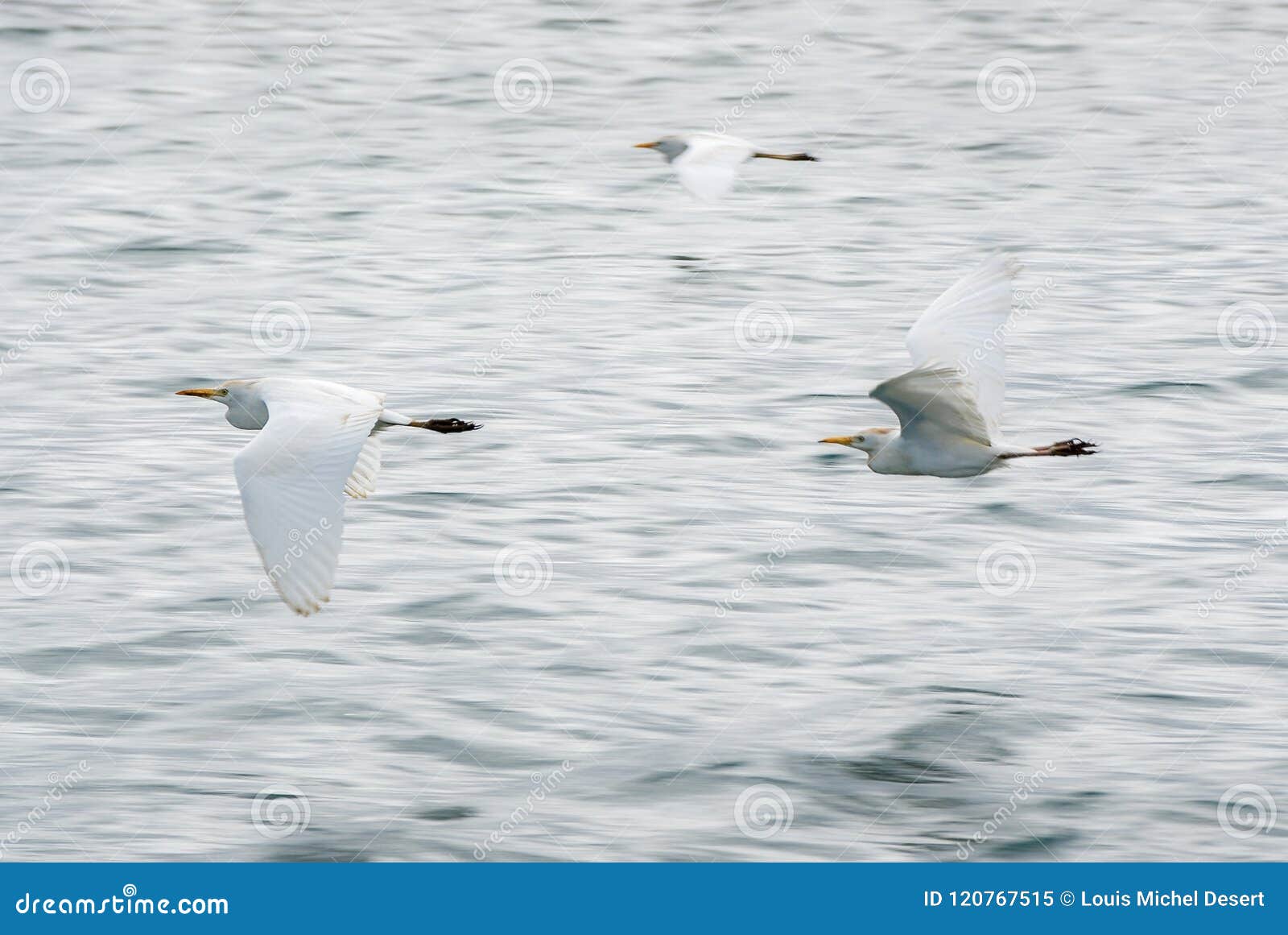 Tre seabirds flyger i bottenlägejordning ovanför vågorna i ett grått ljus