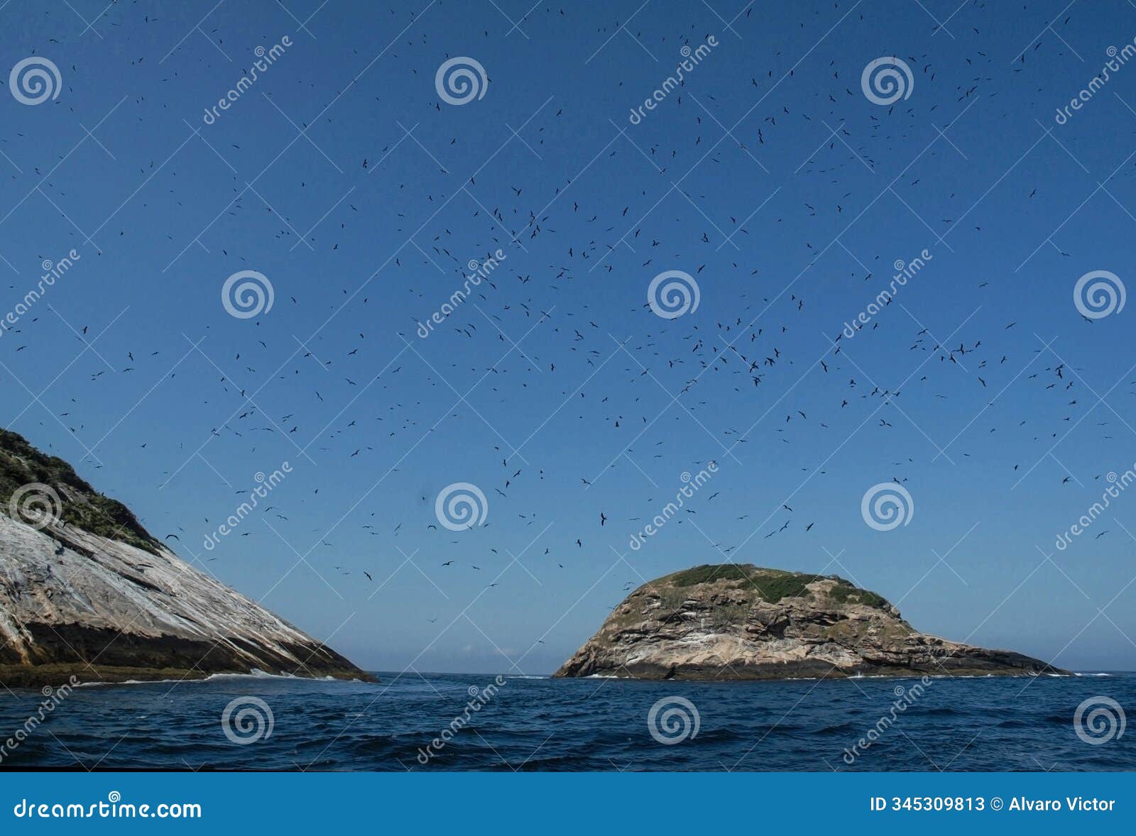 seabirds such as albatrosses and frigatebirds fly over the cagarras islands.