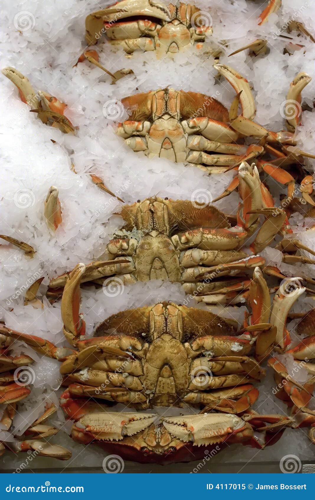 Coloured Crabs Stock Photos Free Royalty-Free Stock Photos, 42% OFF