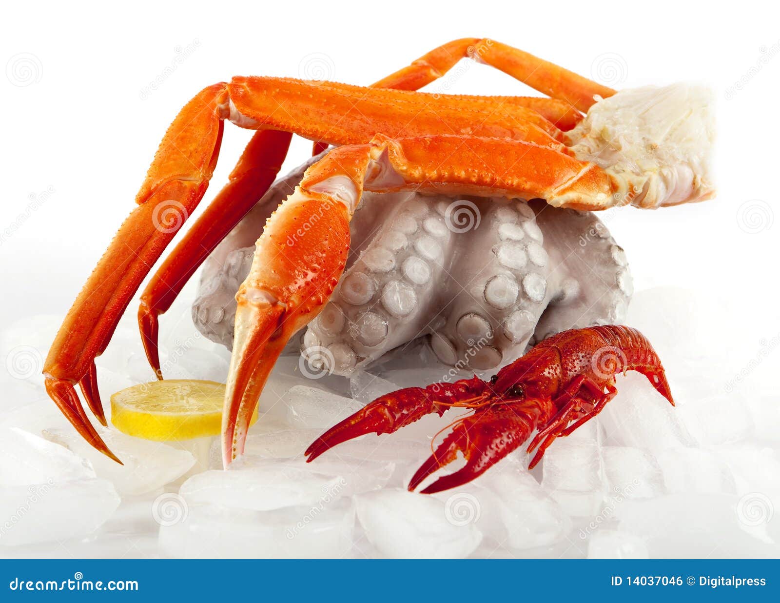 Seafood served on ice, marine food for gourmets