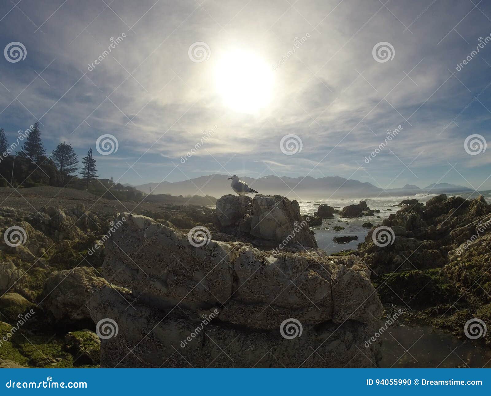 Seagol stock photo. Image of seagol, tree, seaside, bird - 94055990