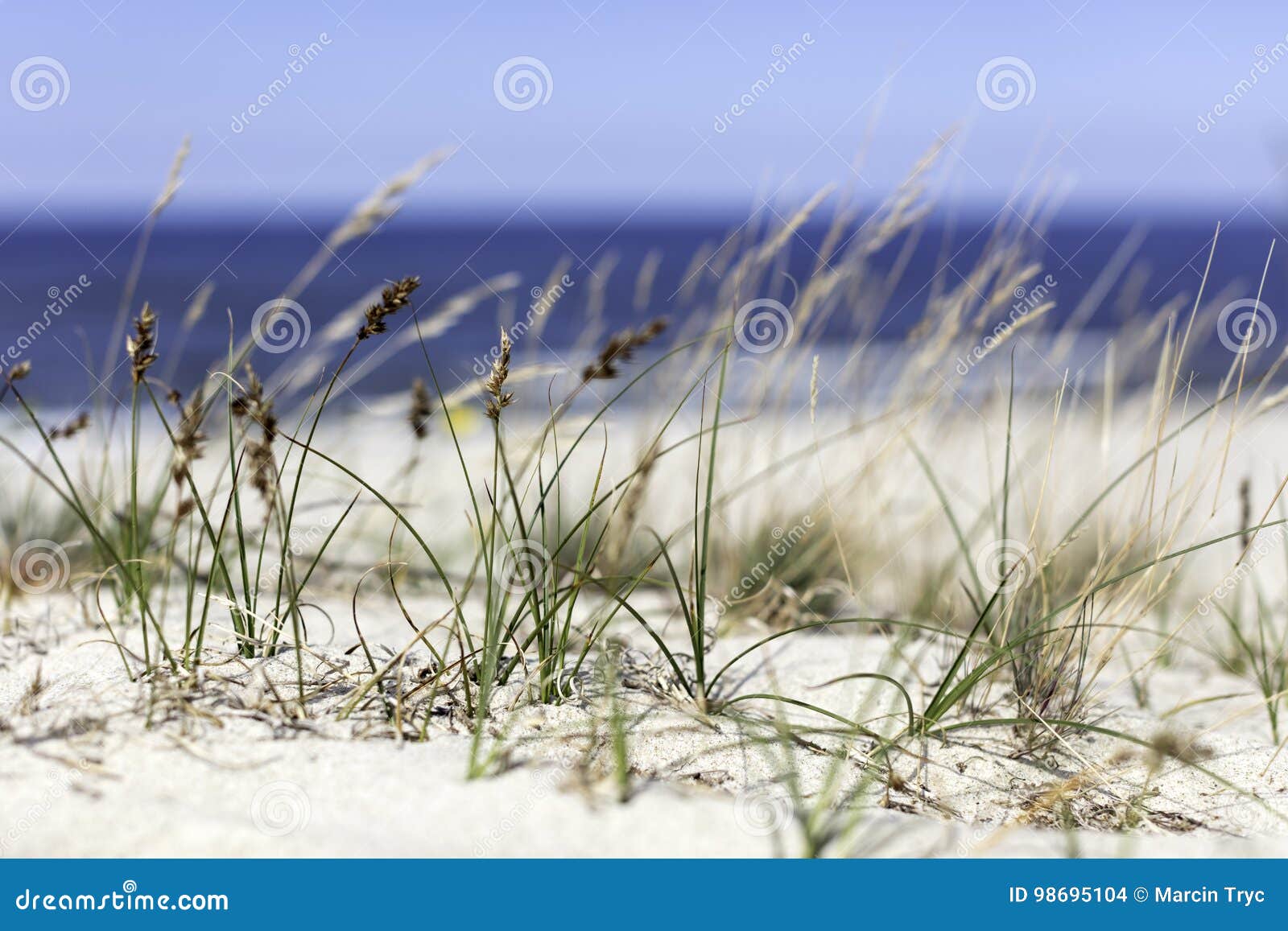 Seagrass on the beach stock photo. Image of wave, beach 98695104