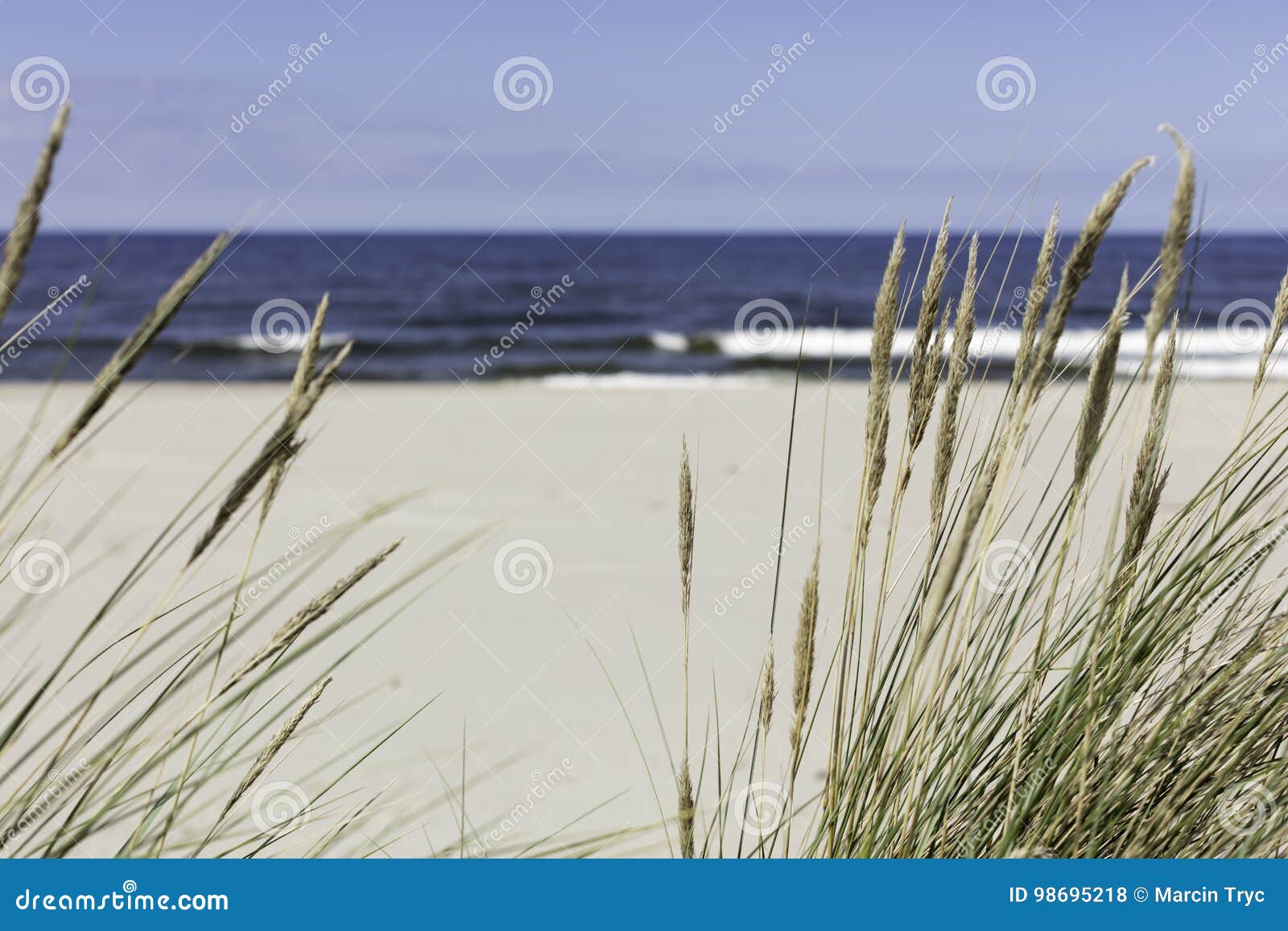 Seagrass on the beach stock photo. Image of sand, seagrass 98695218