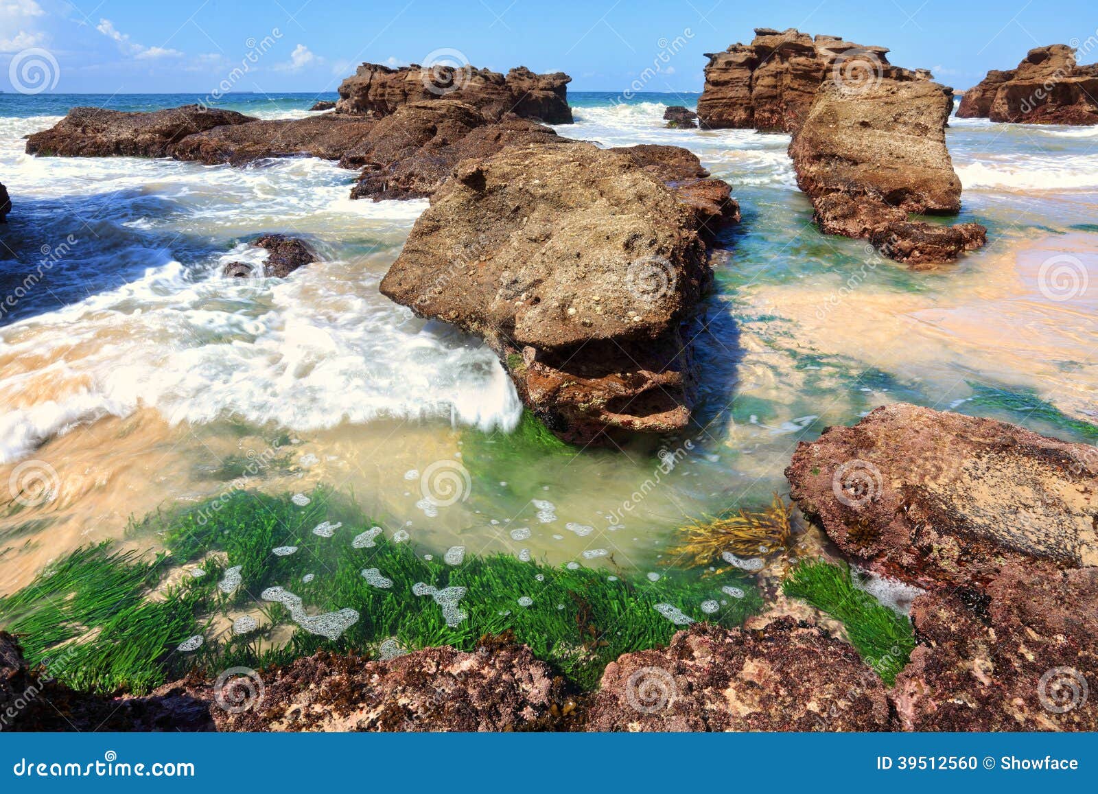 seagrass plants among the rocks at low tide, australia