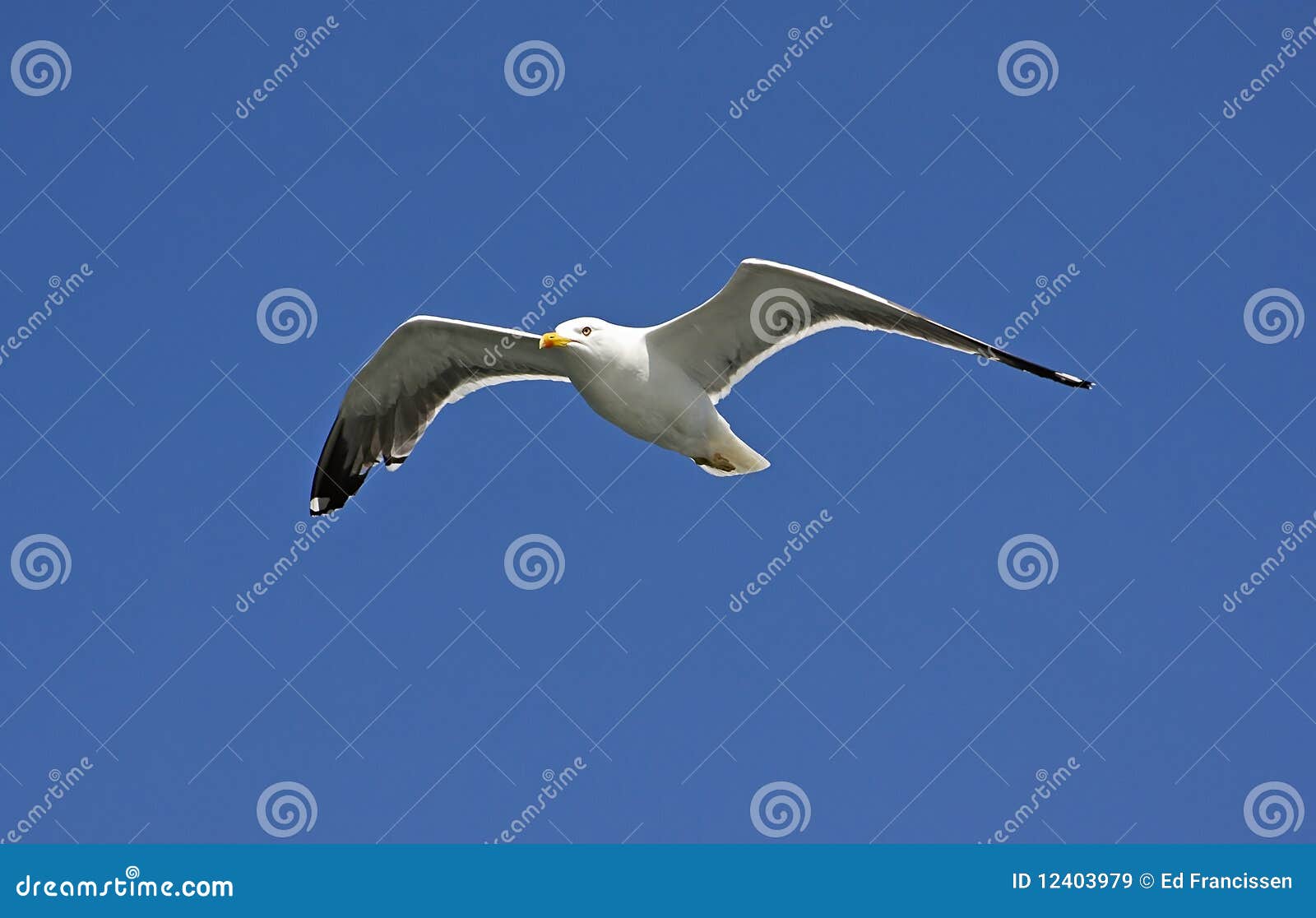a seagull