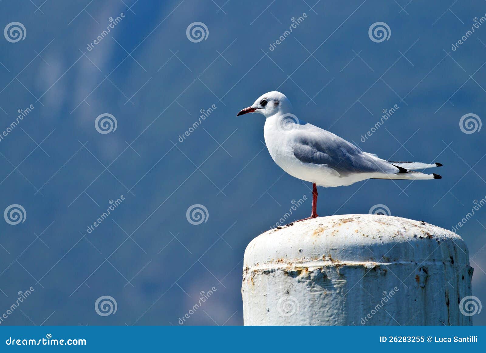 En stående av den gråa seagullen