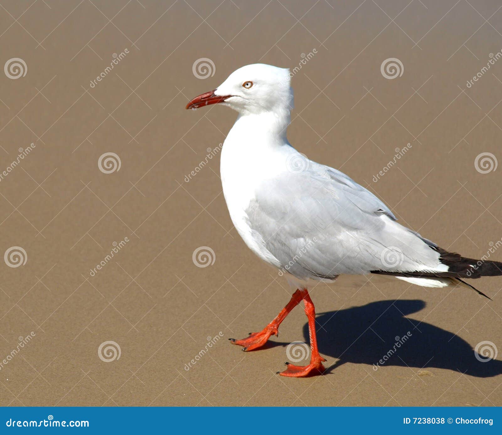 κατά μήκος seagull παραλιών του περπατήματος ήλιων