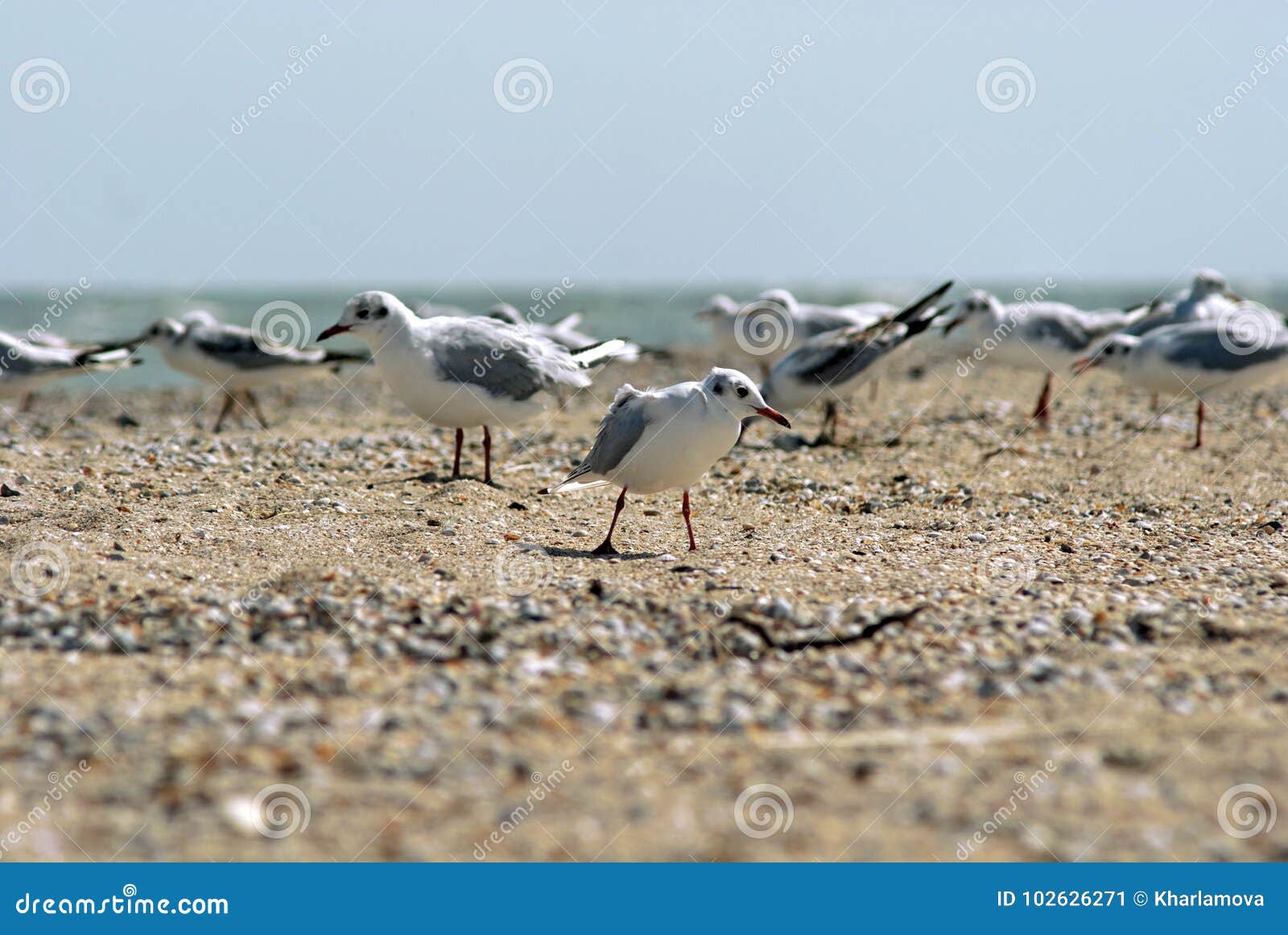 seagull on the azov beach