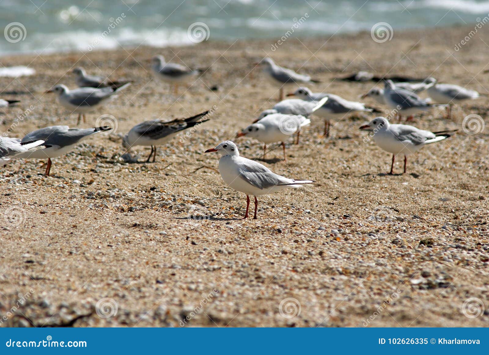 seagull on the azov beach