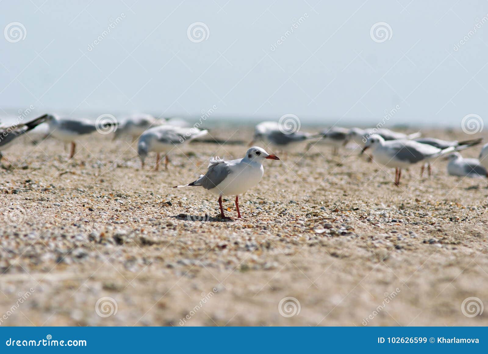 seagull on the azov beach