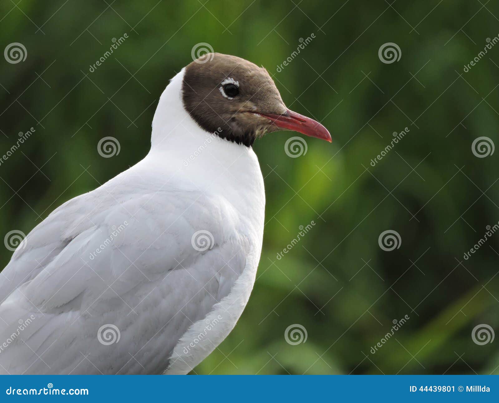 Seagull bird, Lithuania. Seagull bird on green background, Lithuania