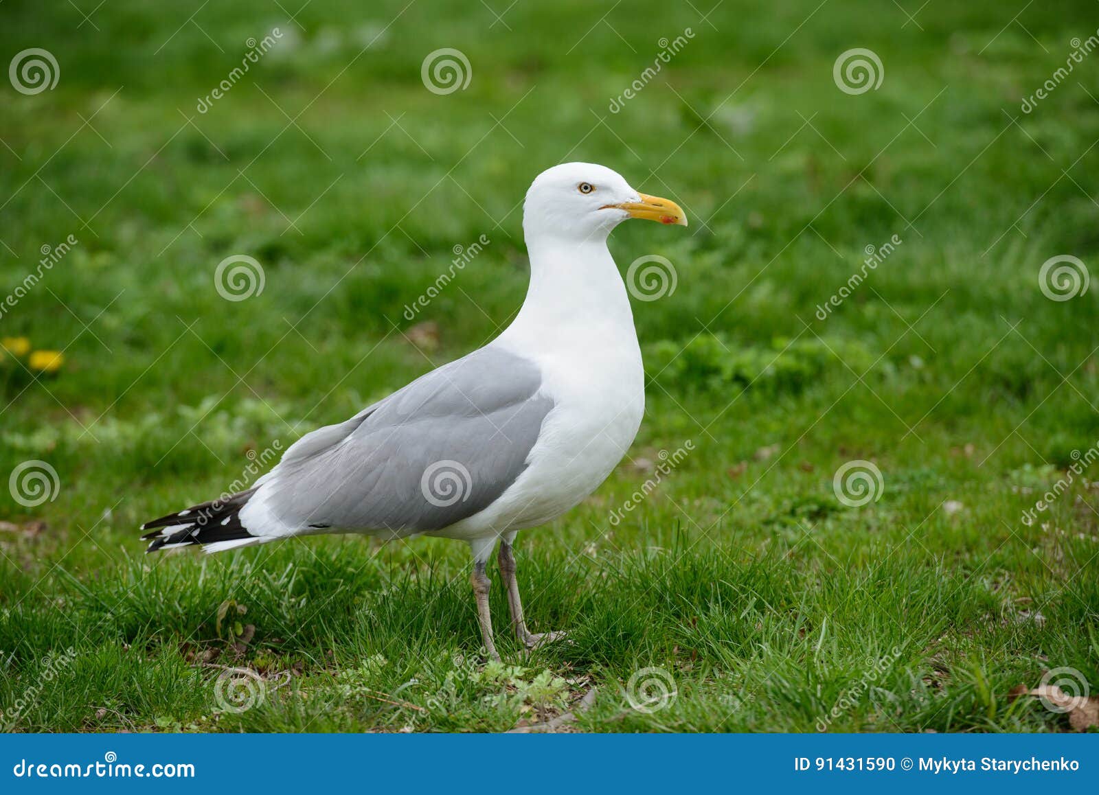 Seagull Bird Standing on Green Grass. Side View. Stock Photo Image of