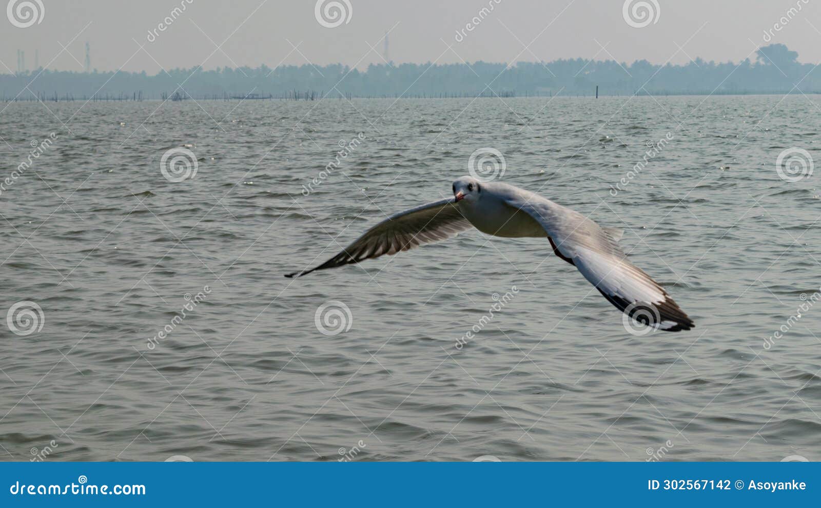 seagull birds photos in winter season from chilika lake