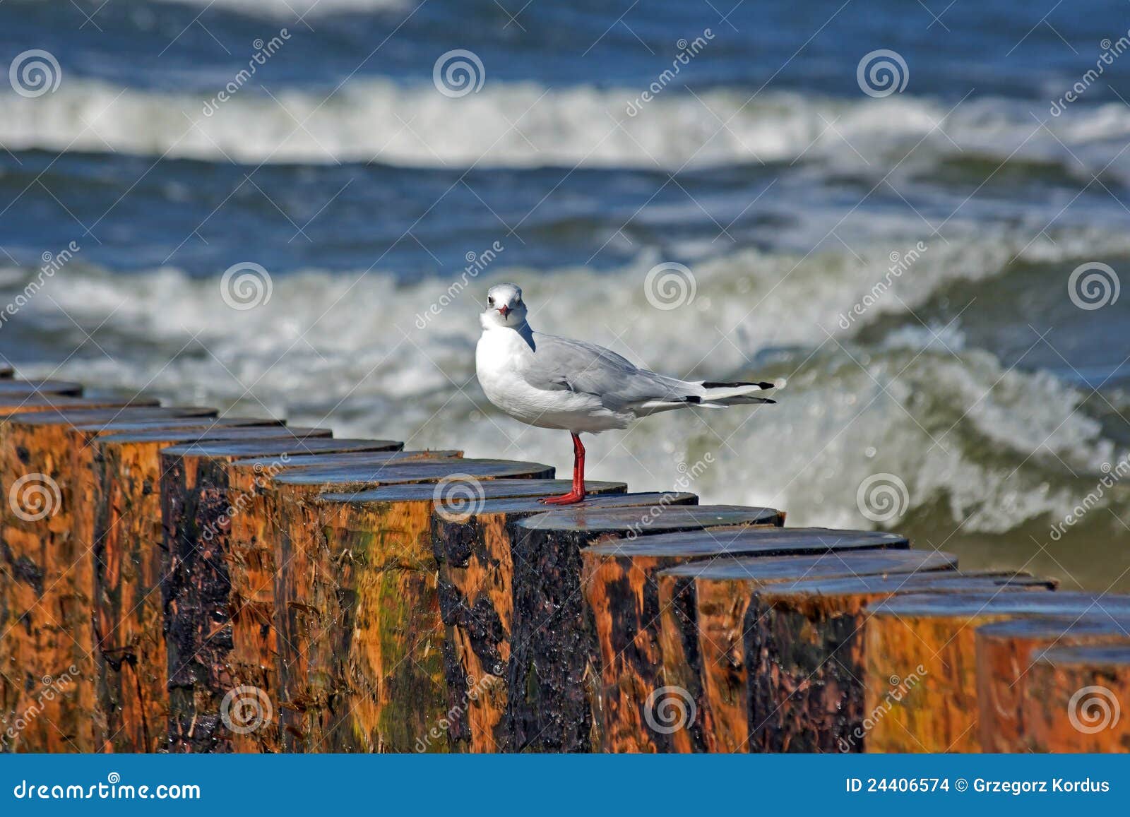 seagull on the bulwark