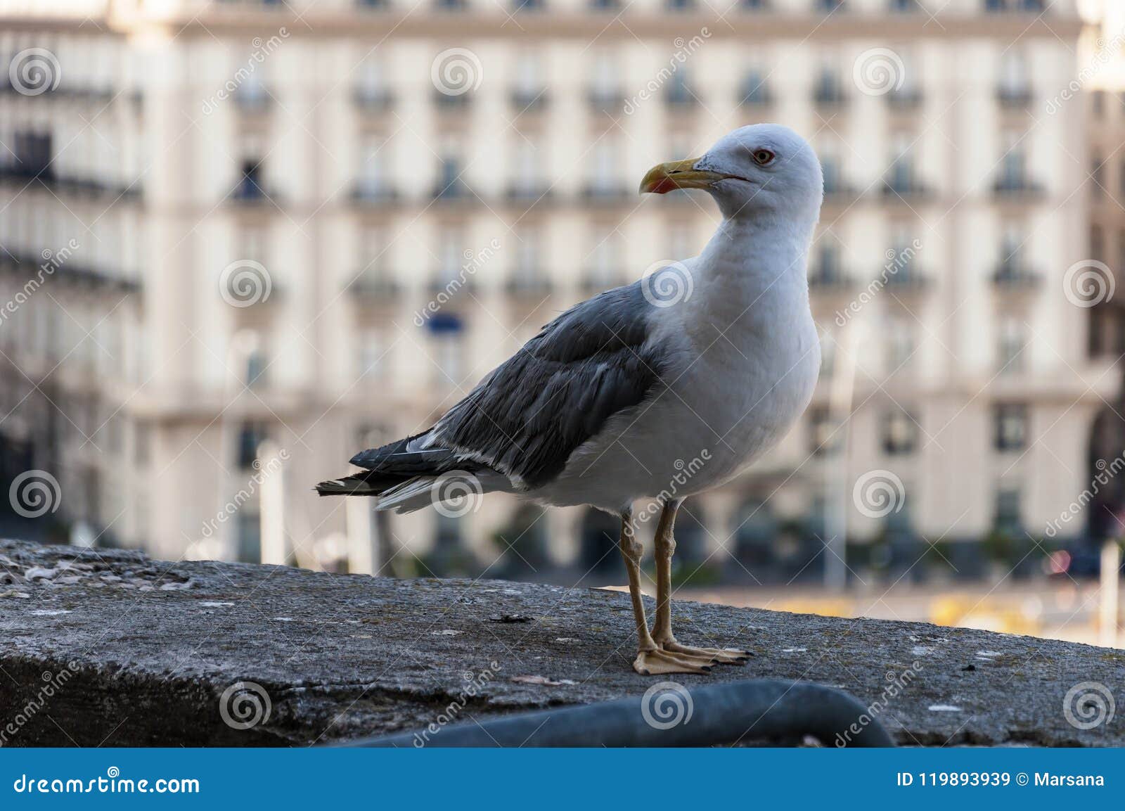 seagull at castel dell`ovo