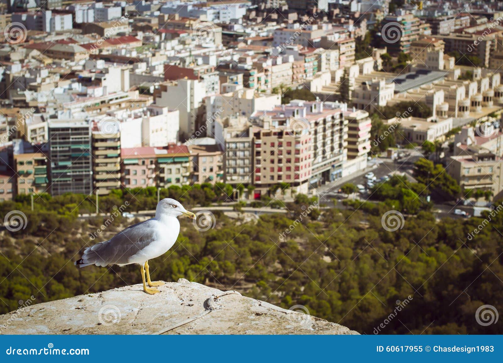 Seagull in the castle Santa Barbara, Alicante. ALICANTE, SPAIN - SEPTEMBER 9, 2014: Seagull sitting on the ramparts, on the background of the city of Alicante, the castle Santa Barbara, Alicante, Valencia, Spain