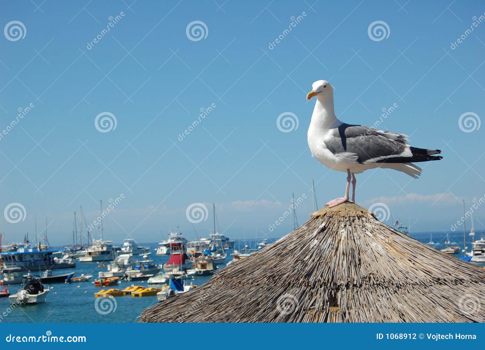 seagull catalina island