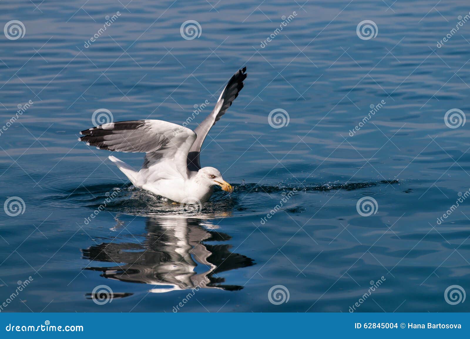 Seagull Catch Food on Sea Surface Stock Photo Biology Diagrams