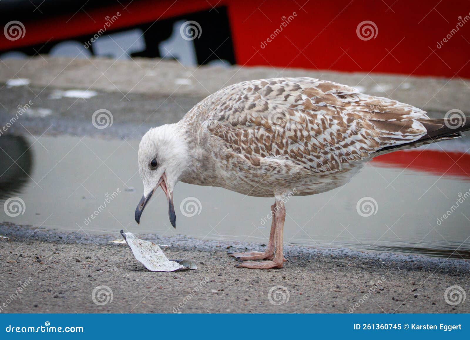 A Seagull Eats Plastic Waste Stock Image Image of cute, coast 261360745