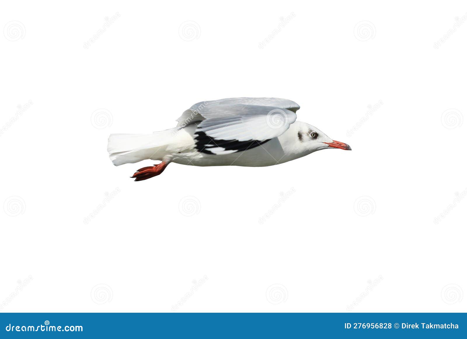 Seagull in flight isolated stock photo. Image of wingspan 276956828