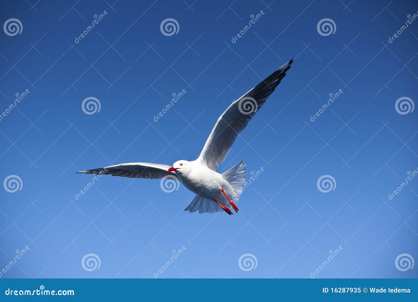 seagull flight, sea bird flying through blue sky