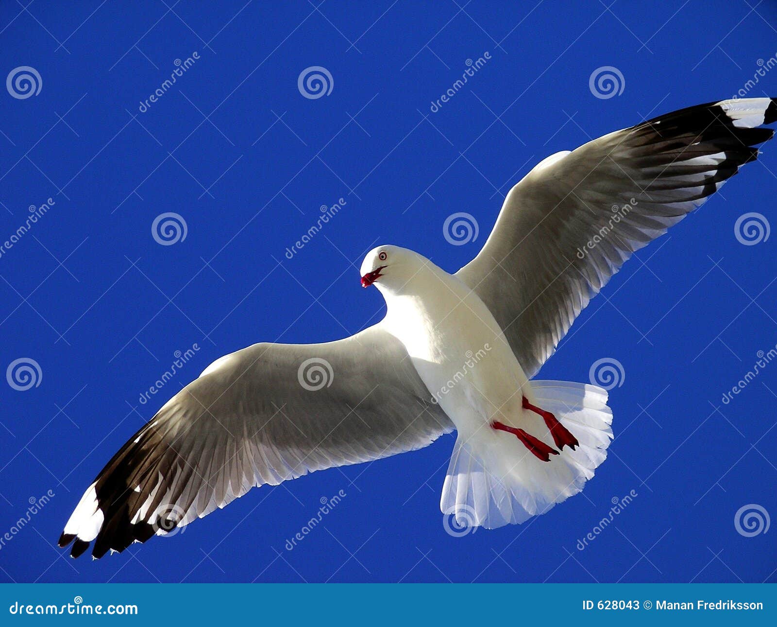 Seagull Flying Towards An Enormous Fake Great White Shark RoyaltyFree