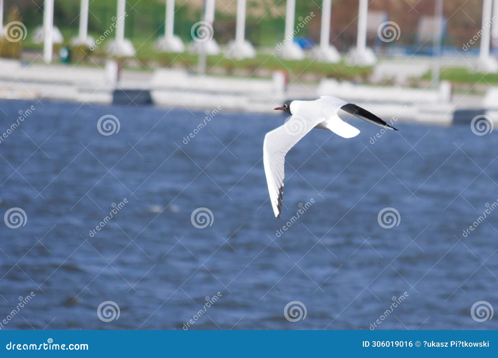 a seagull flying over lake malta in pozna? (poland)