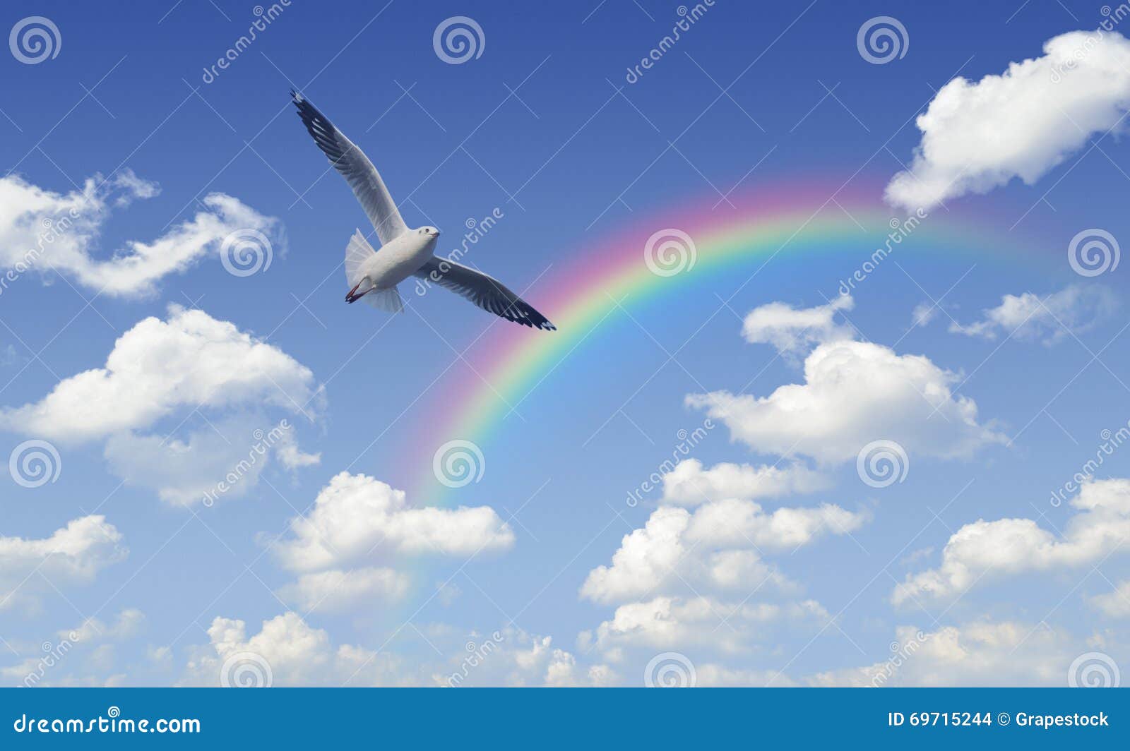 seagull flying over rainbow with white clouds and blue sky, free