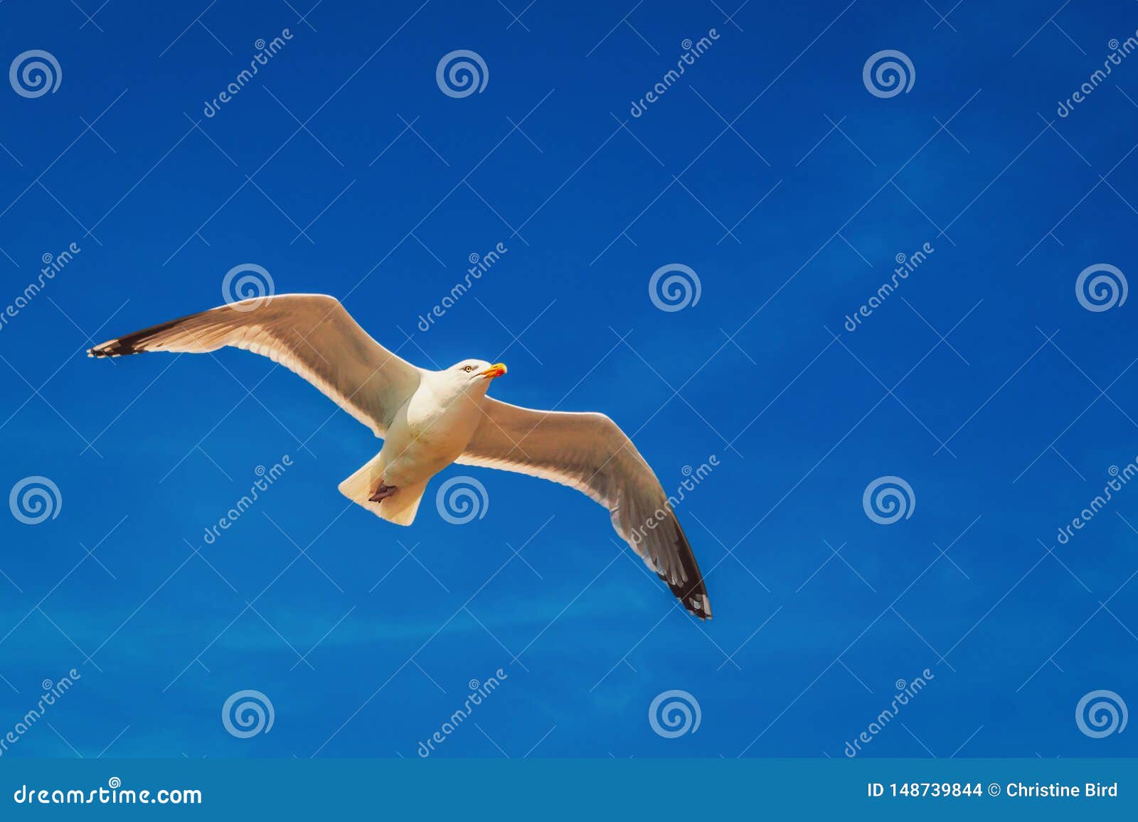 seagull flying overhead against a blue sky
