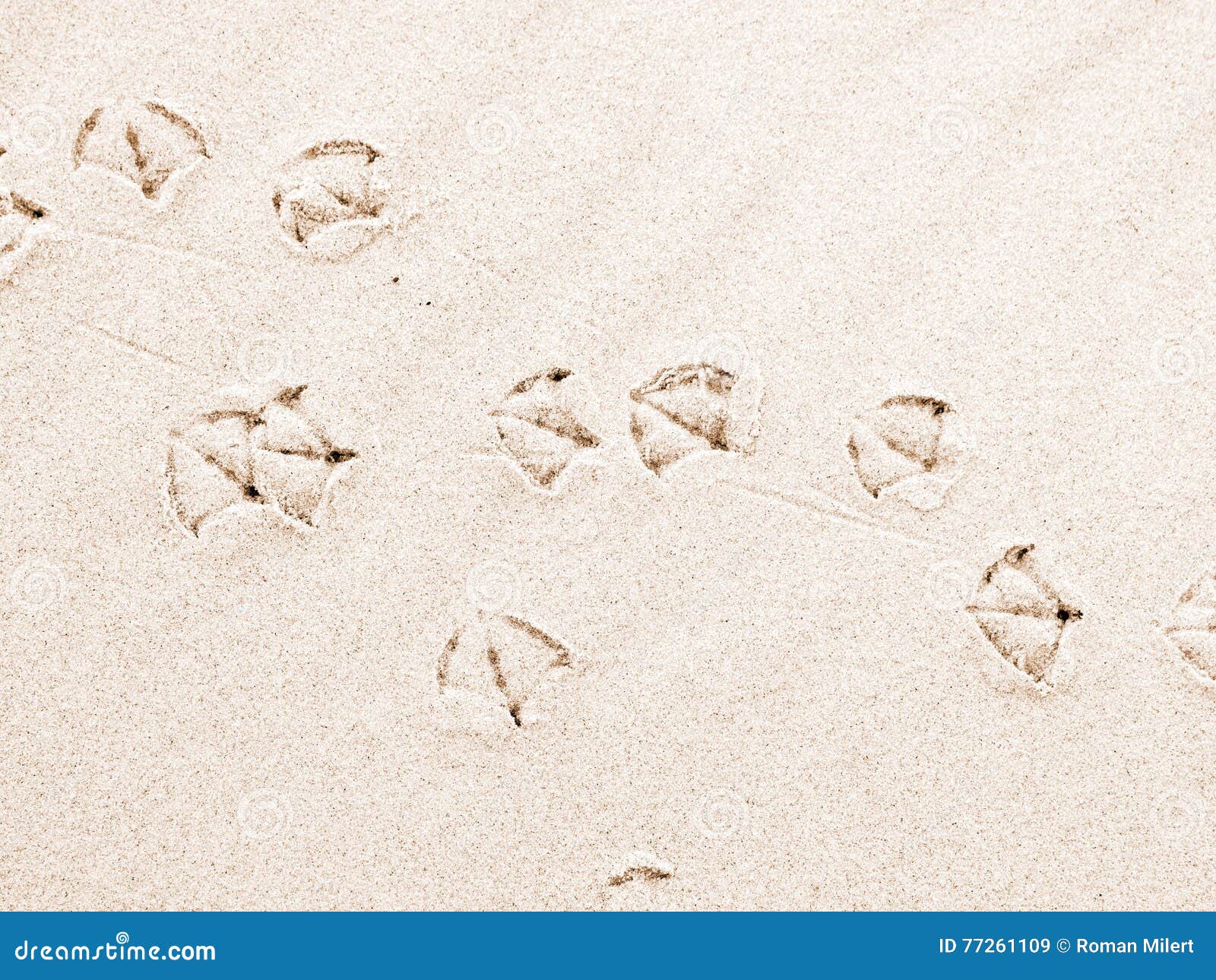 Seagull footprints on sand stock image. Image of footprint - 77261109