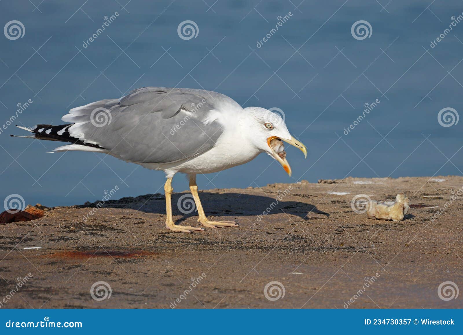 seagull has found a piece of meat and is gutting it