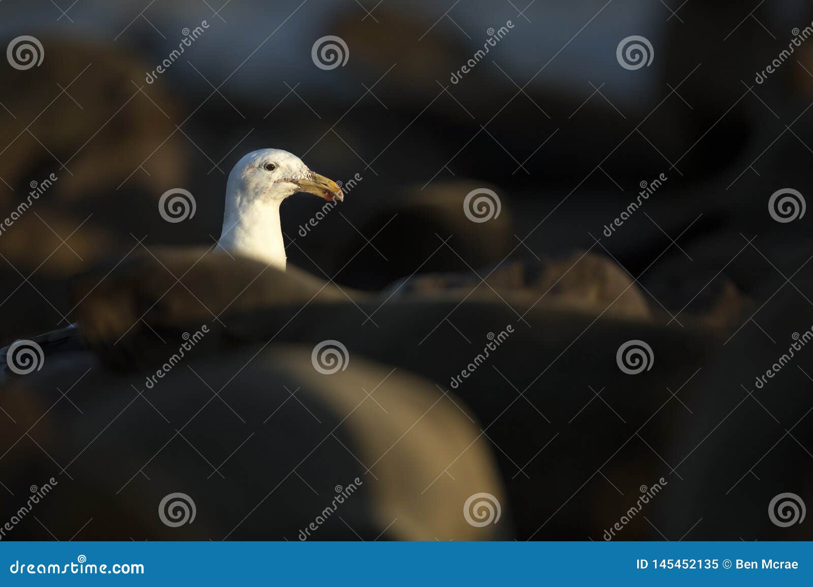 seagull head amonst seals.