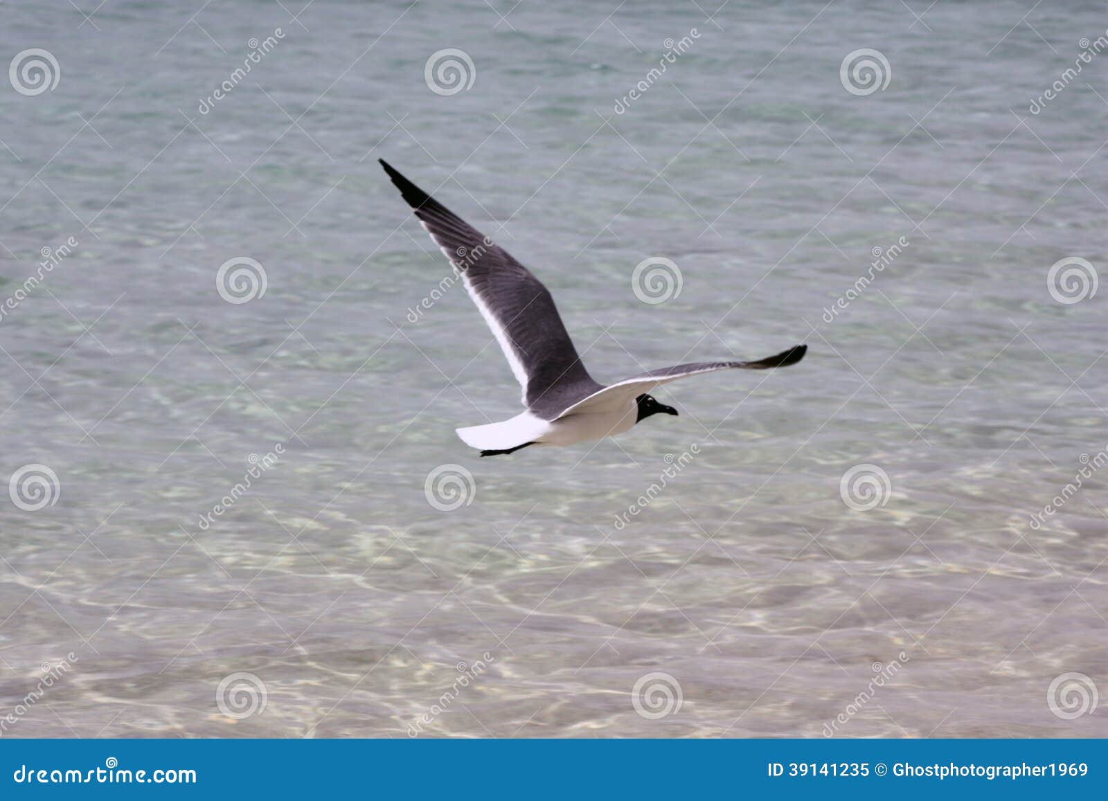 seagull hovering