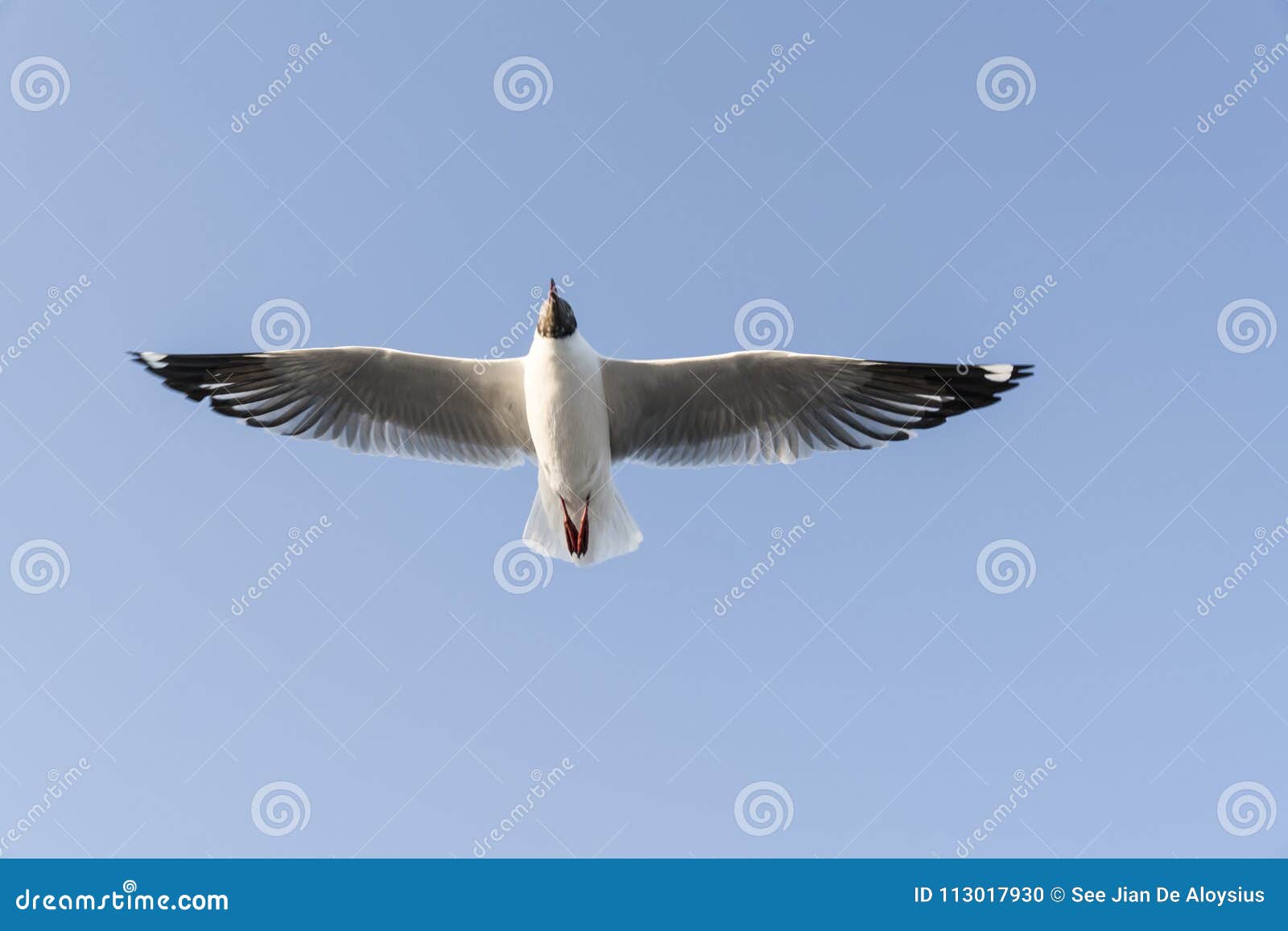 A Seagull with Its Wing Fully Spread Out in the Sky Stock Photo - Image