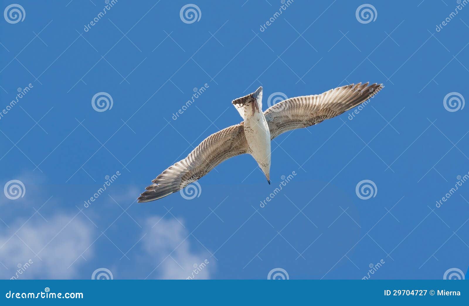 seagull larus argentatus floating in the blue sky