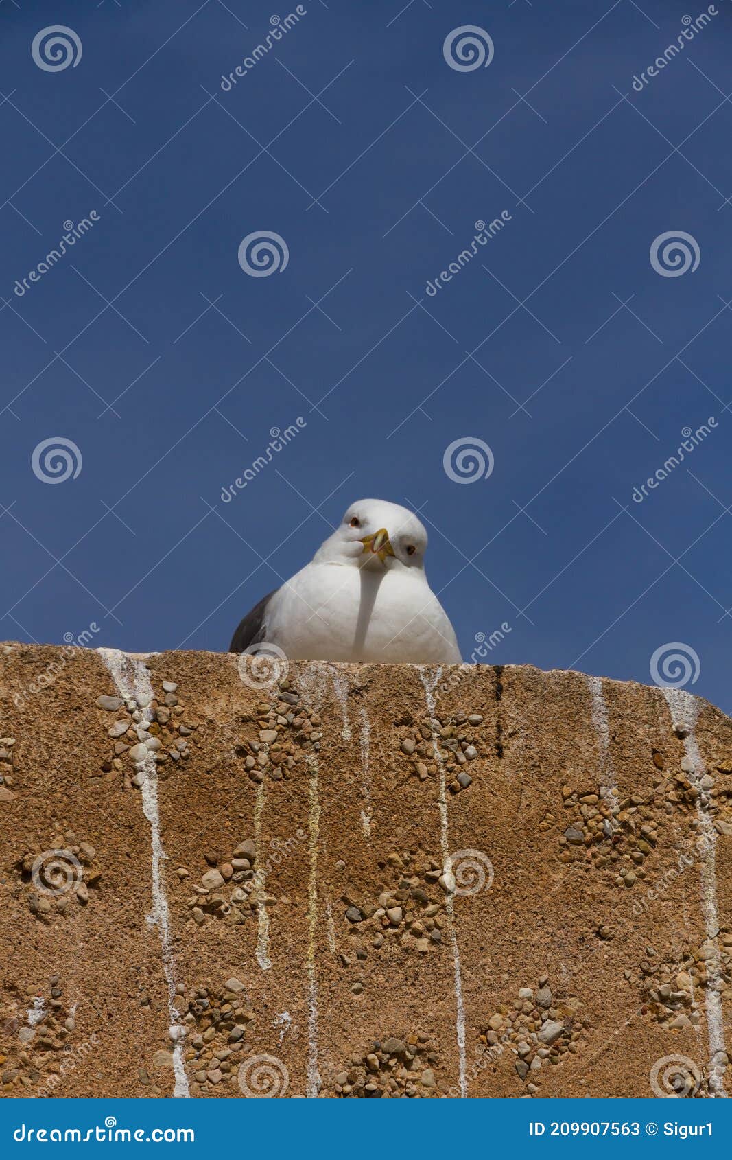 seagull looking at camera