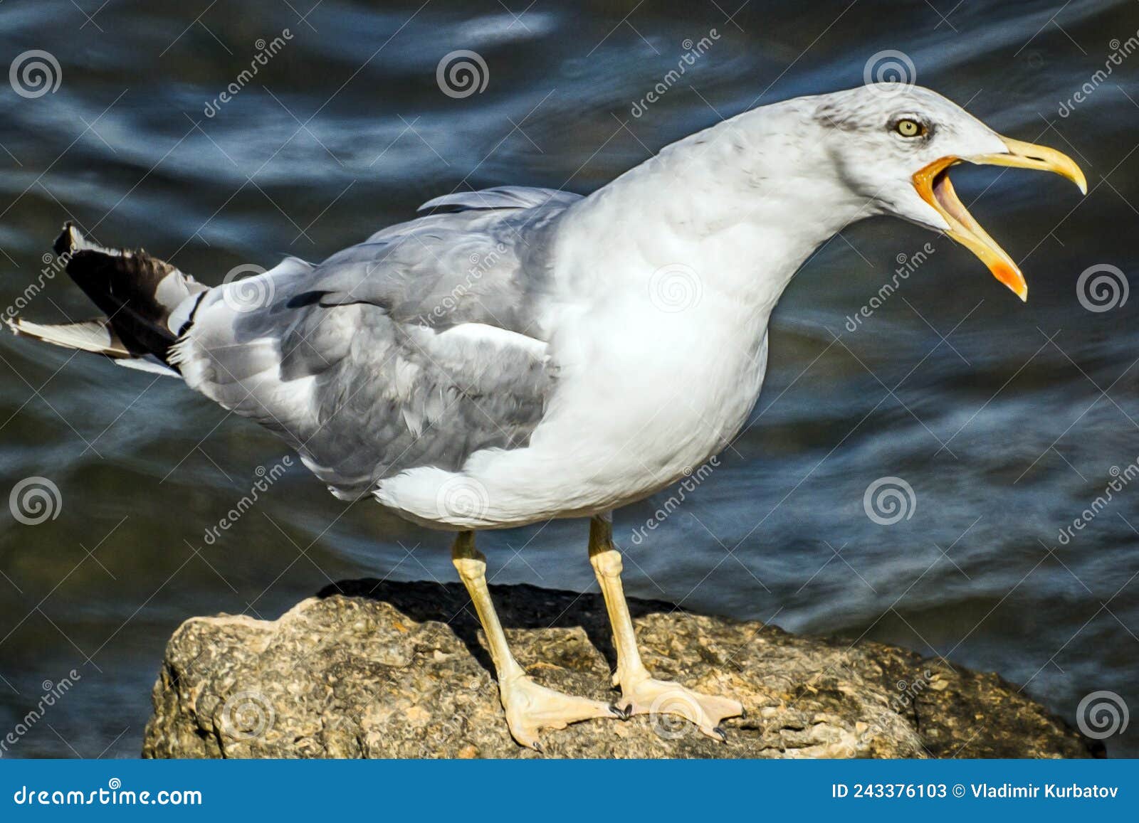 Seagull Screaming in Search of Other Gulls Stock Image Image of wing