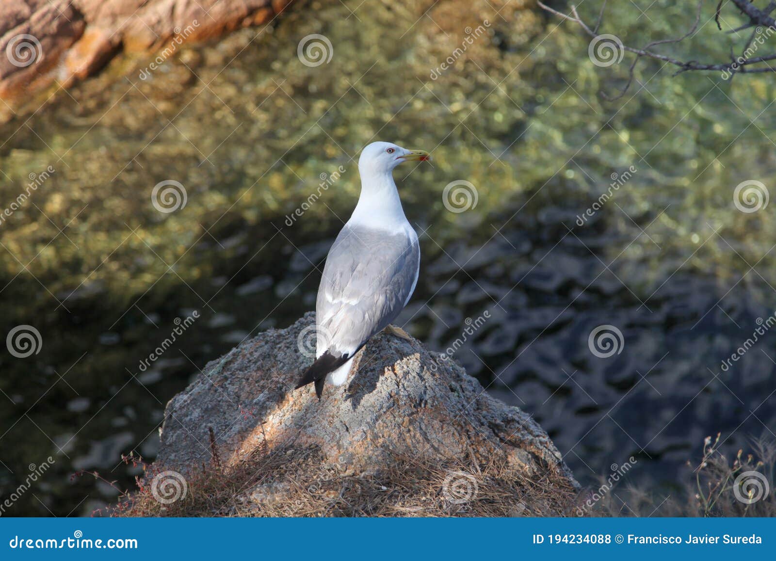 seagull in a mediterranian costa brava creek
