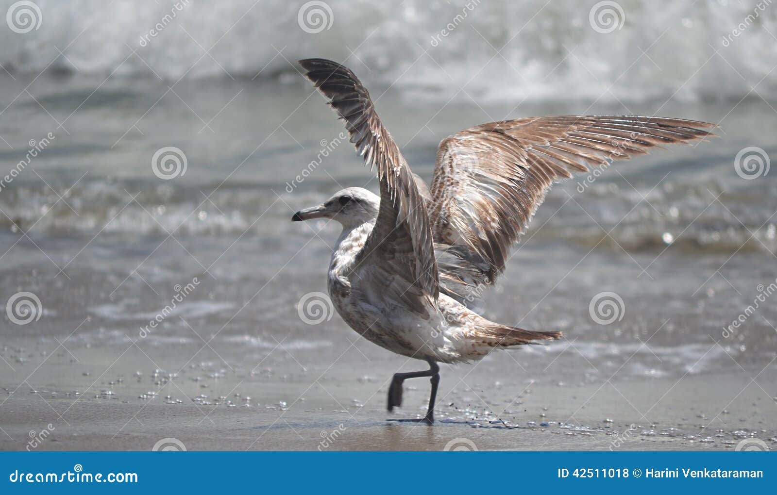 seagull at monterey bay