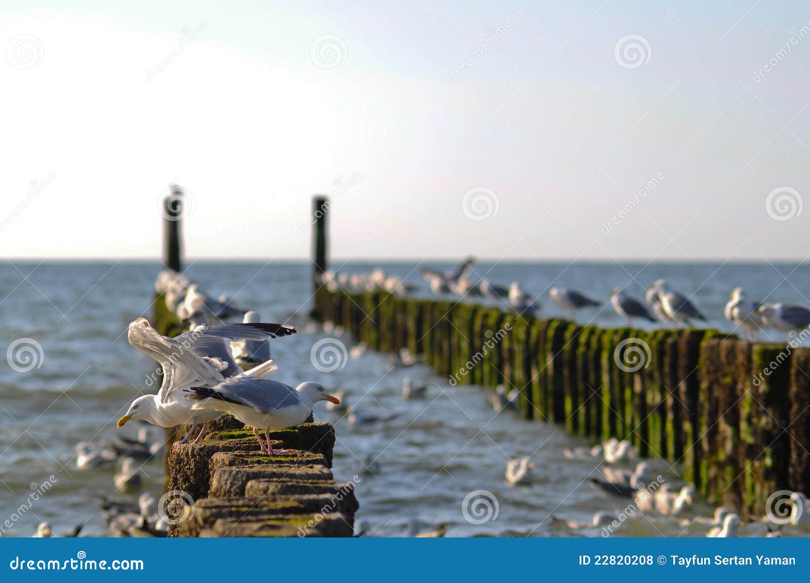 seagull pier in zeeland